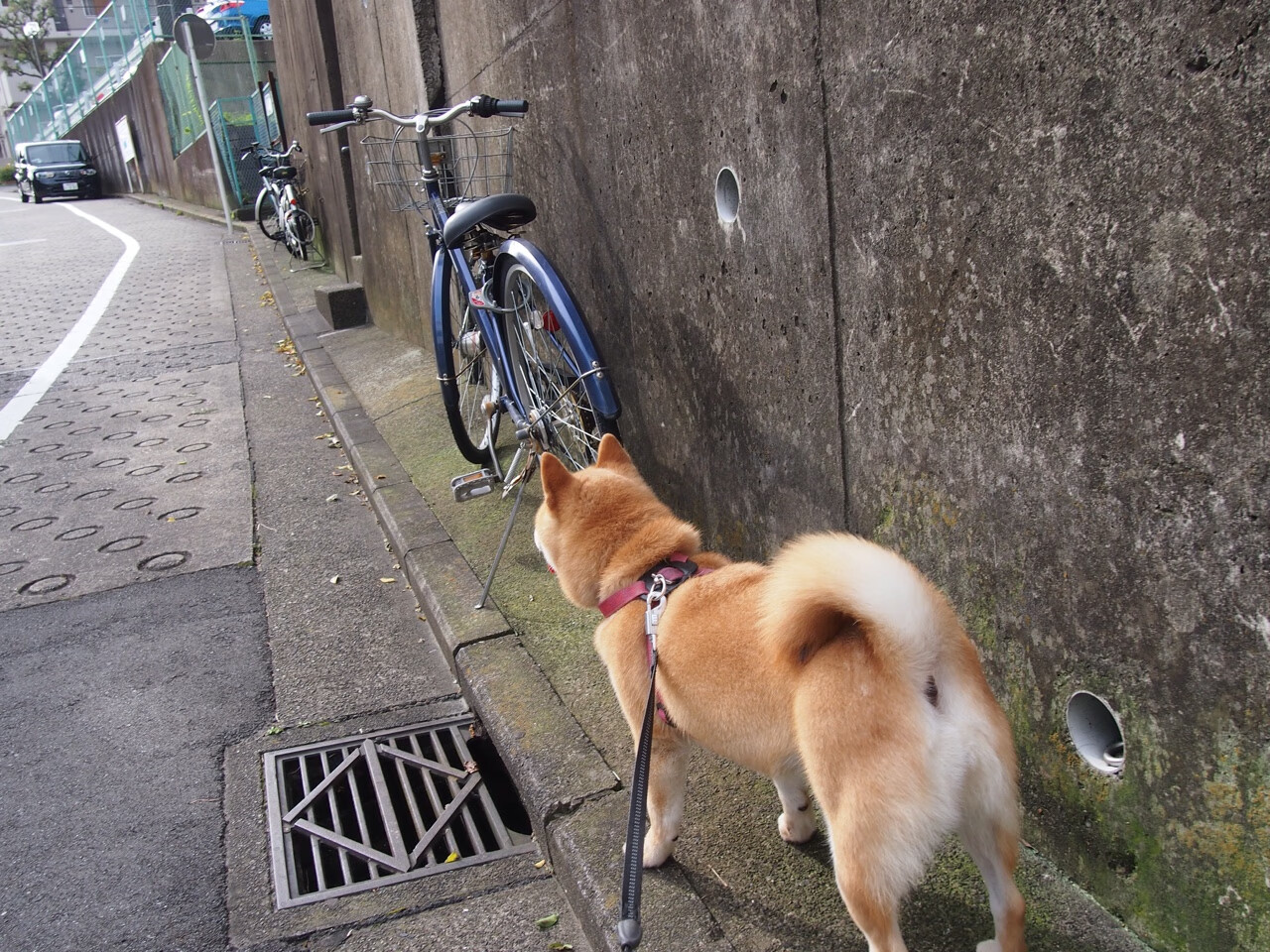 _最强对决：世界排名第一 vs. 新兴黑马_，史上最强对阵